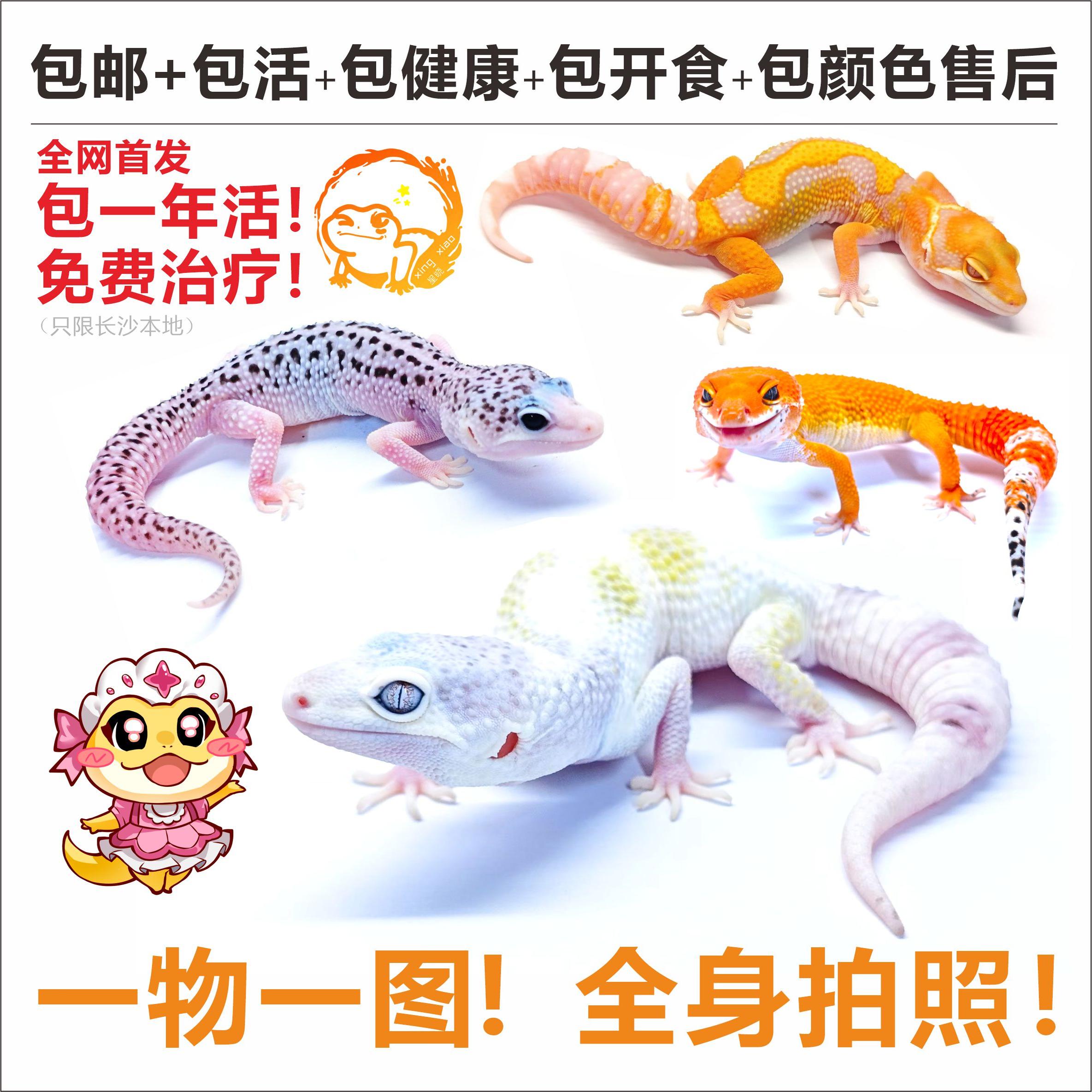 豹纹守宫高品质包活一年爬宠宠物蜥蜴活体入门爬虫萌宠可爱