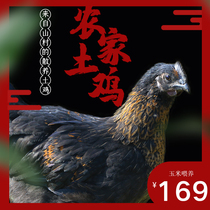 Yunnan Mulus Chicken Farmhouse Scattered to Run Mountain Bulky Wood Five Black Little Native Hen Fresh And Now Kill Frozen Whole Chicken