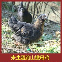 Native Chicken Farmhouse Loose Ground Unborn Henna Chicken Fresh Whole Chicken Now Kill Frozen Moongrass Clunky Chicken