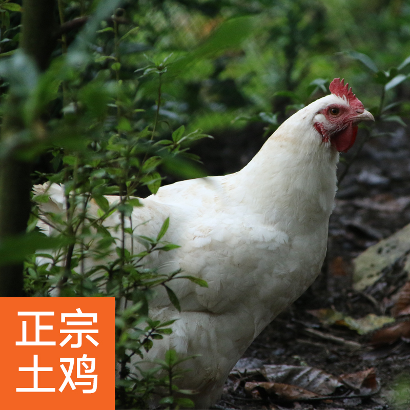 Local old hen farmer's free-range mountain forest walk chicken grass chicken freshly killed and frozen whole confinement five black silky chicken