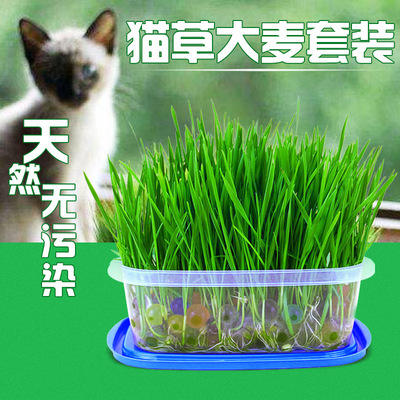 猫草种子水培猫薄荷猫零食除毛球化毛膏猫草种籽种植套装猫咪用品