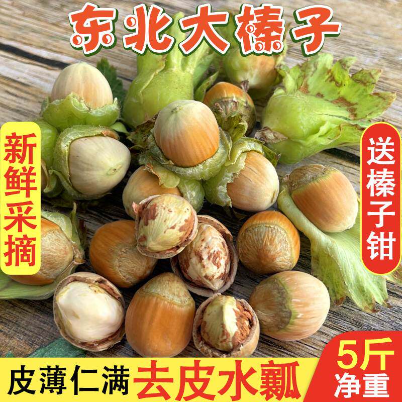 23 years Fresh big hazelnut new stock Northeastern wild not with green leather Shuinshui Rinyu Rinyu Peel Raw Hazelnut 5 Cati-Taobao