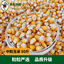 The Lord Dragon Dove Grain Northeast China Grain Corn Racing Pigeon Racing Pigeon Meat Pigeon Corn When Season New Grain 50 Jin Jiang Zhejiang Shanghai