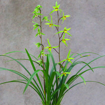 Orchid (chill) fine leafy potted plants Indoor Four Seasons Good raising flowers Green Urancalan Flower Miao