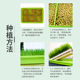 ຫຍ້າແມວ potted cat grasss cat snacks soilless hydroponic wheat grain cat grass tray catnip cat supplies