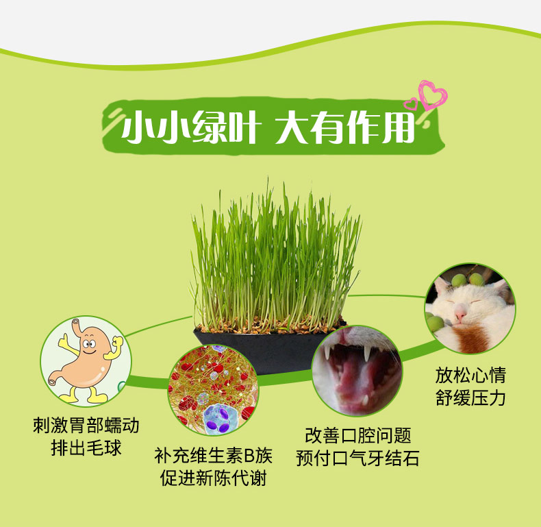 Cat Forest Cat Grass Set Cat Mint Grass Trồng trong tóc Ball Cat Snack Hạt lúa mạch để xô đất - Đồ ăn nhẹ cho mèo hạt cho mèo con