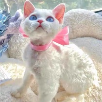 Devon curly kittens purebred Devon kittens pet cats live curly cats non-shedding live animals kittens