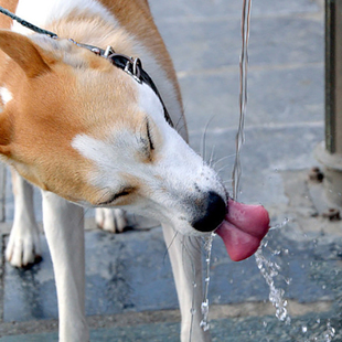 狗狗突然喝很多水，其实是在暗示这5件事