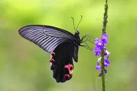 Blue Beauty Peak Butterfly 9 см