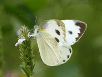 Светло -серая овощная бабочка 5 см.