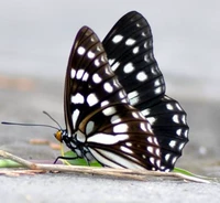 Multi -pulse 蛱 Butterfly 5CM