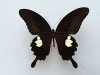 Yixiu Buddha Butterfly 10 см.