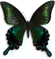 Лесная королева бабочка 10 см