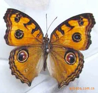 Mei Eye C Butterfly 5 см