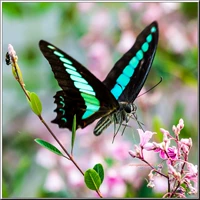 Green Peak Butterfly 7 см