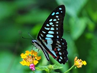 Demon Mulan Green Phoenix Butterfly 7 см.