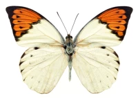 Бордовый, 8см