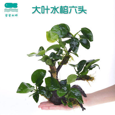 Sloth Water Grass Fish Tank Build Landscape Slug Wood Water Grass Build Package Negative Water Grass Real Water Grass Fish Tank Decoration Water Banyan