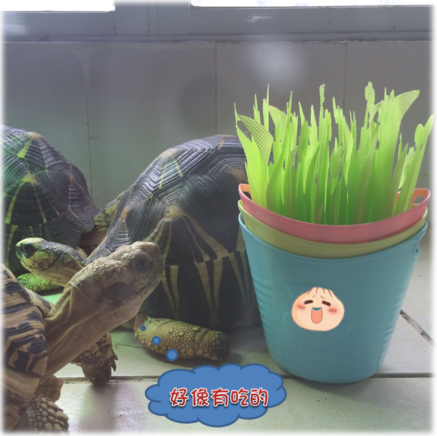 Reptile tortoise box loaded with wet leaves Small Number of buckets (without leaf leaves subject to additional purchase)