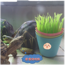 Reptile tortoise box humidification leaf small bucket (leaves not included leaves need to be purchased separately)