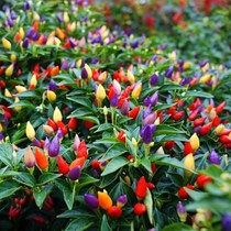 Edible multicolored pepper vegetable seeds Pickled pepper Chaotian pepper Balcony indoor plants four seasons potted fruit and vegetable seeds