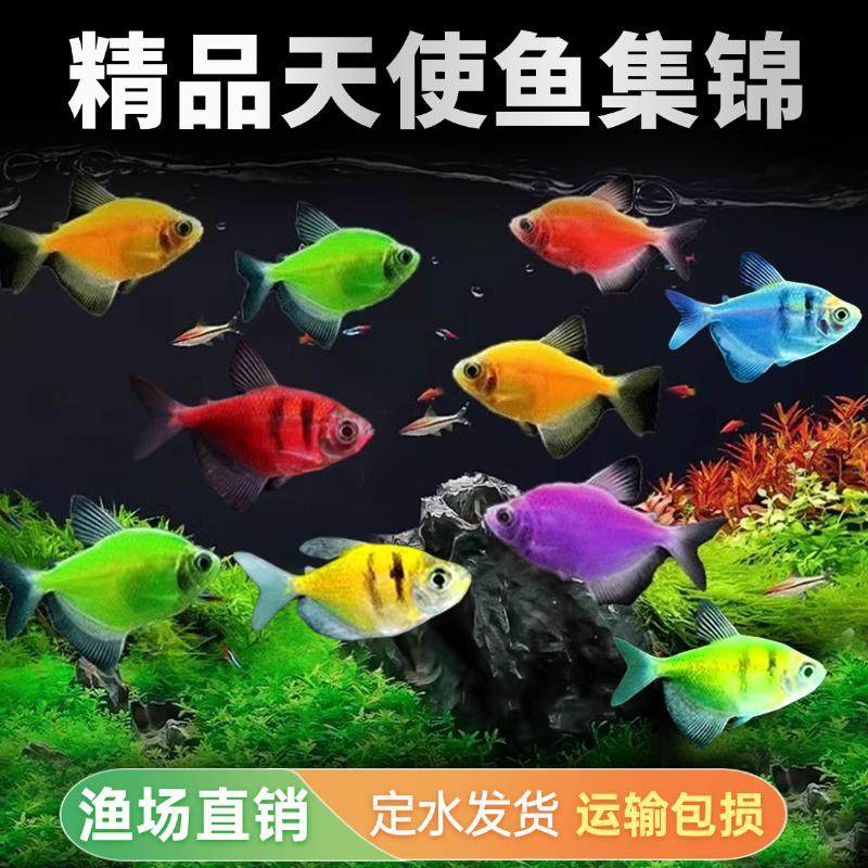 天使鱼:新手入门的理想选择?🐟揭秘其特点与优势-鱼-淘宝好物网