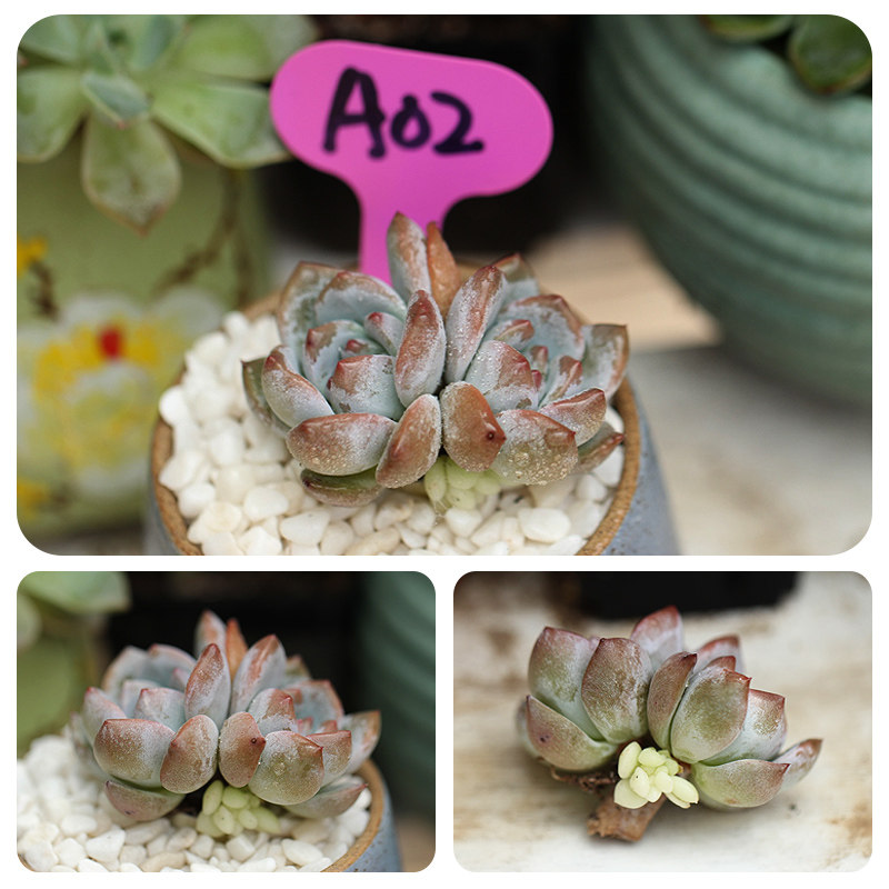 月西阁橙梦露多肉植物韩国糖心雪天使小老桩和侧芽一物一拍 拍下79 侧芽 韩国 一拍 梦露 一物途虎网