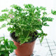 Mosquito repellent potted plant indoor herb mosquito repellent herb mosquito repellent geranium geranium mint potted fragrance