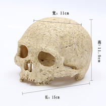 Lizard landscaping skull simulation decoration Chameleon Pet reptile dodging house maned lion Palace horned frog Entry level