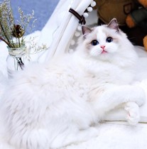 American short tabby cat kitten cheese plus white Napoleon Munchkin kitten live animal pet cat live cattery kitten