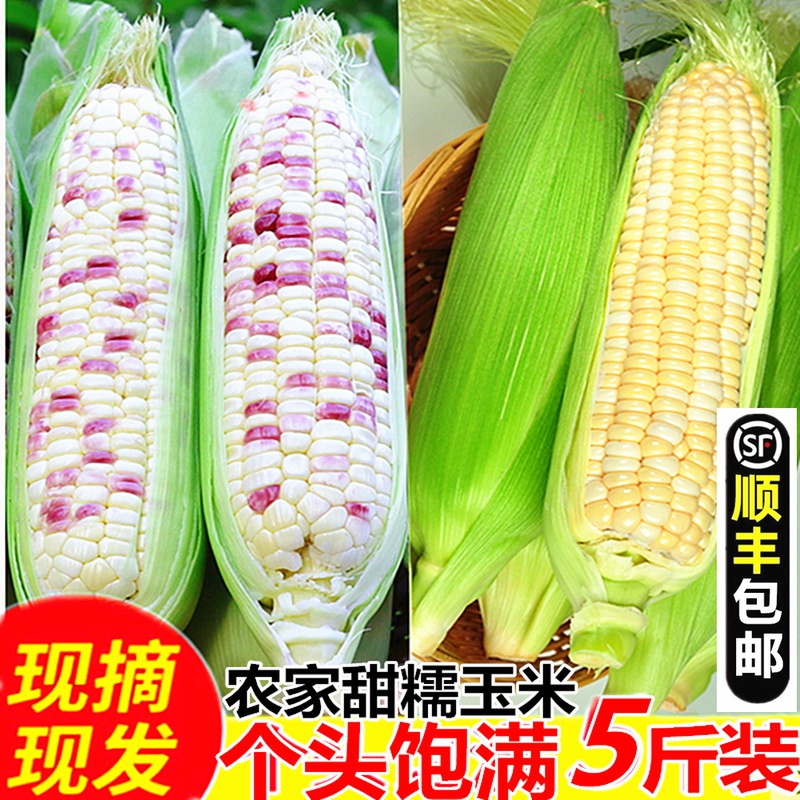 Shunfeng fresh fruit corn freshly picked and delivered ready-to-eat raw sweet corn on the cob bag glutinous corn specialty