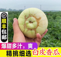 Shun Feng Farmhouse Now Remove Fresh Little Balsami Melon Green Treasure White Pear Melon When Season Fruit Melon 10 kilos