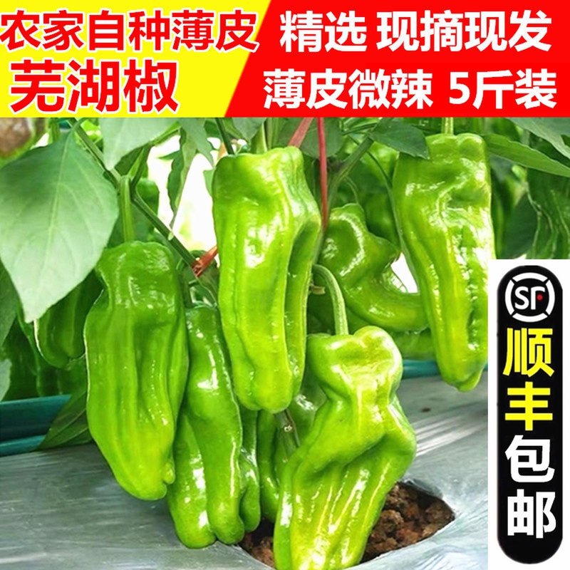 Farmhouse fresh local Wuhu pepper green pepper thin skin soil pepper bubble pepper tiger skin pepper slightly spicy 5 catties