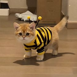 Cat Clothes for Autumn and Winter, Warm Silver Gradient Ragdoll British Shorthair Anti-Shedding Thickened Hoodie, Cute Bee Costume for Small Dogs