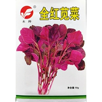 Whole red amaranth seeds rouge red amaranth sweat vegetable red leaf amaranth spring summer and autumn vegetable seeds 10g 3000 grains