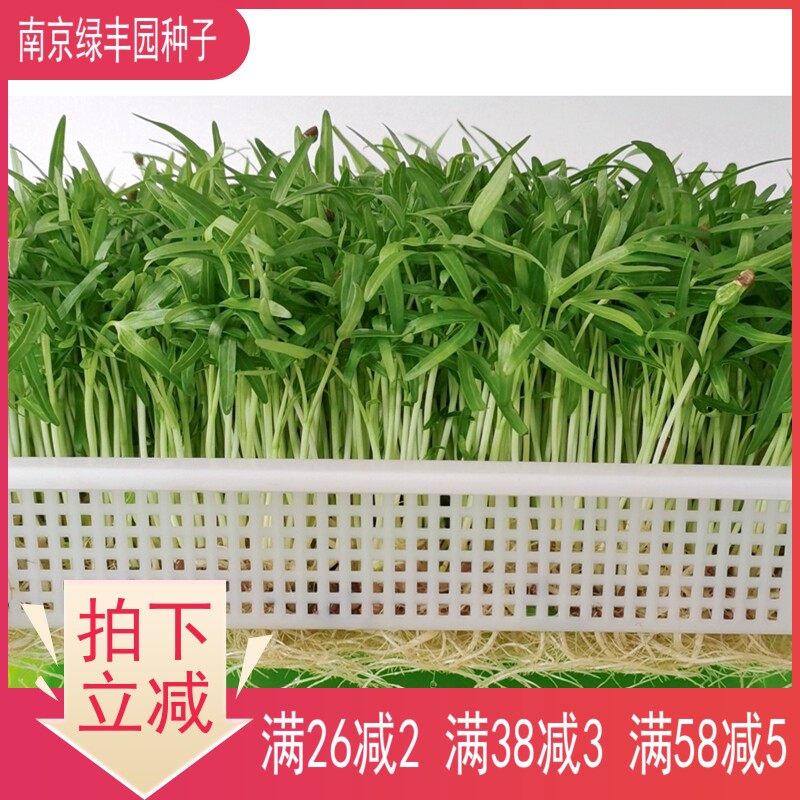 Hydroponic water spinach sprouts vegetable seeds bamboo leaf macaroni through water spinach rattan vegetables soilless planting balcony vegetable seeds