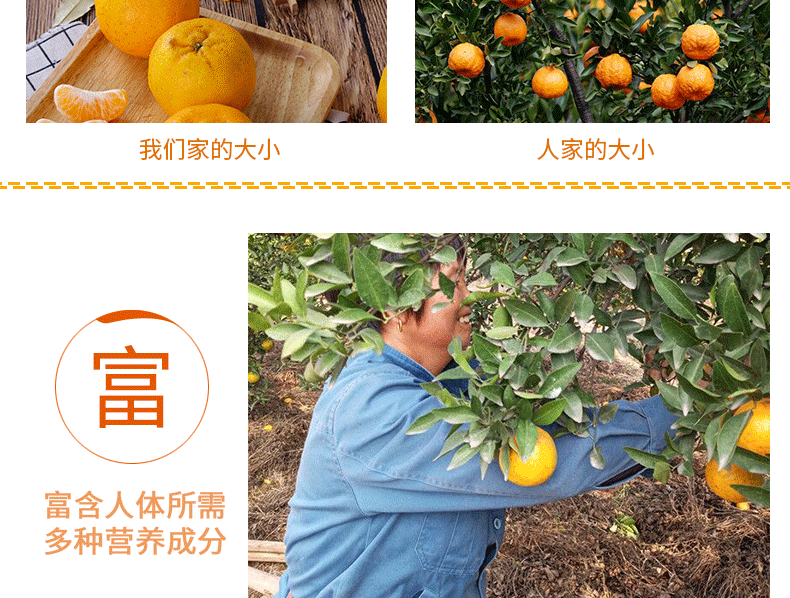 衢州椪柑芦柑 新鲜柑橘 6斤 图3