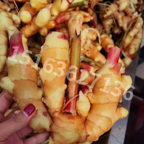 Food Flip -Dryline Filmline Beef Berbite Высушенное оборудование бобов шпион