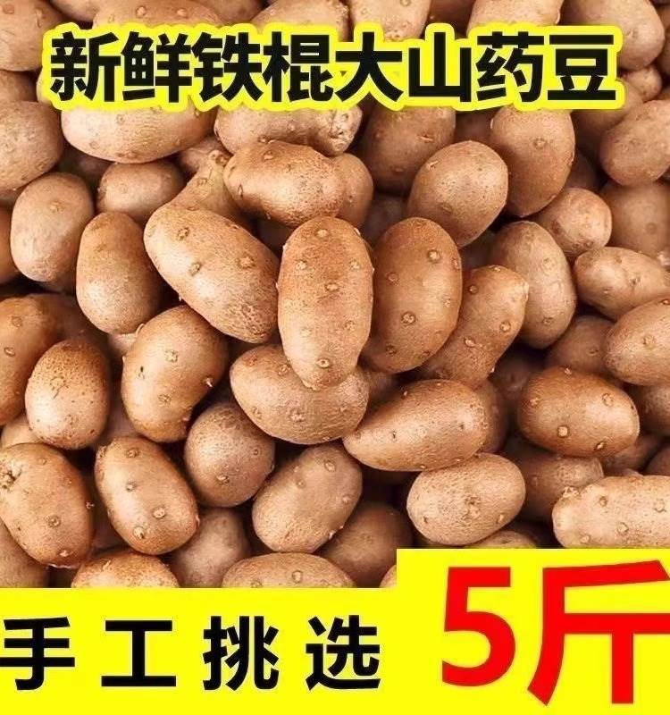 23 Years Now Off Guangxi Fresh Iron Stick Yam Bean 5 Jin Farmyard Iron Rod Mountain Medicine Egg Icing Sugar Hyacinth With Bean-Taobao