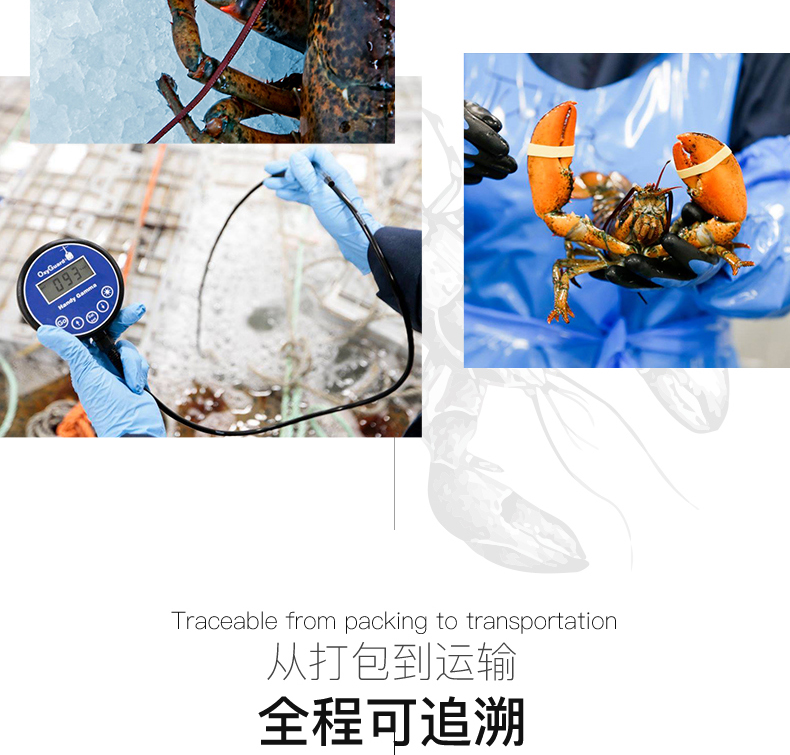 Детали-L-Канадиан Лобстер-Фреш-200530-WEIBU_08.JPG