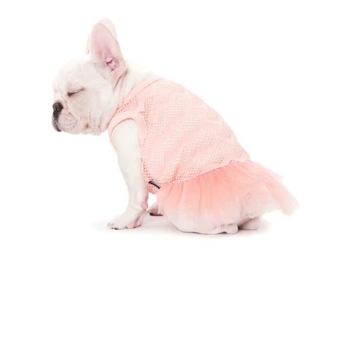 Mùa xuân và mùa hè lưới váy múa ba lê quần áo chó Teddy quần áo thú cưng Hàn Quốc đích thực | Sniff - Quần áo & phụ kiện thú cưng quan ao cho meo