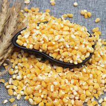 Marvel River Corn Toddling Corn Great Twitter New Bulky Corn Stubble Residue Congee 5 Gu cereals coarse grain 2 catties
