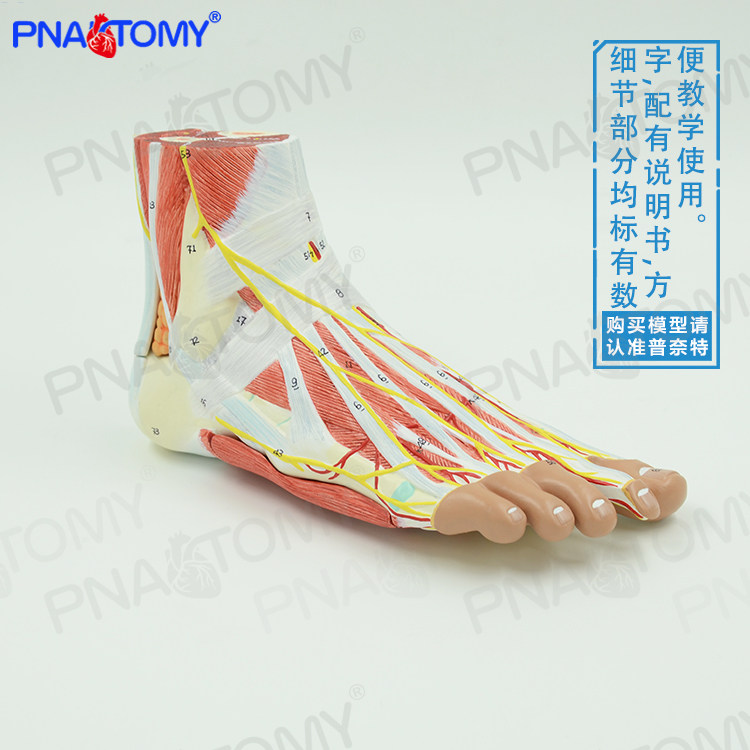 人体脚足部肌肉层次结构解剖模型脚关节神经血管韧带医用手足外科