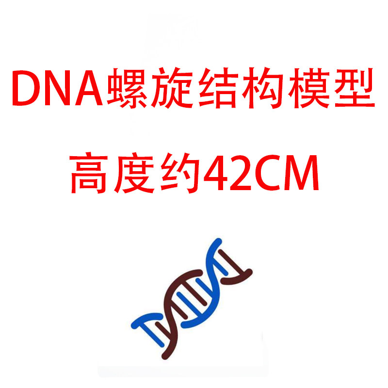 可拆拼DNA分子结构演示模型初高中学校生物遗传基因教学仪器教具