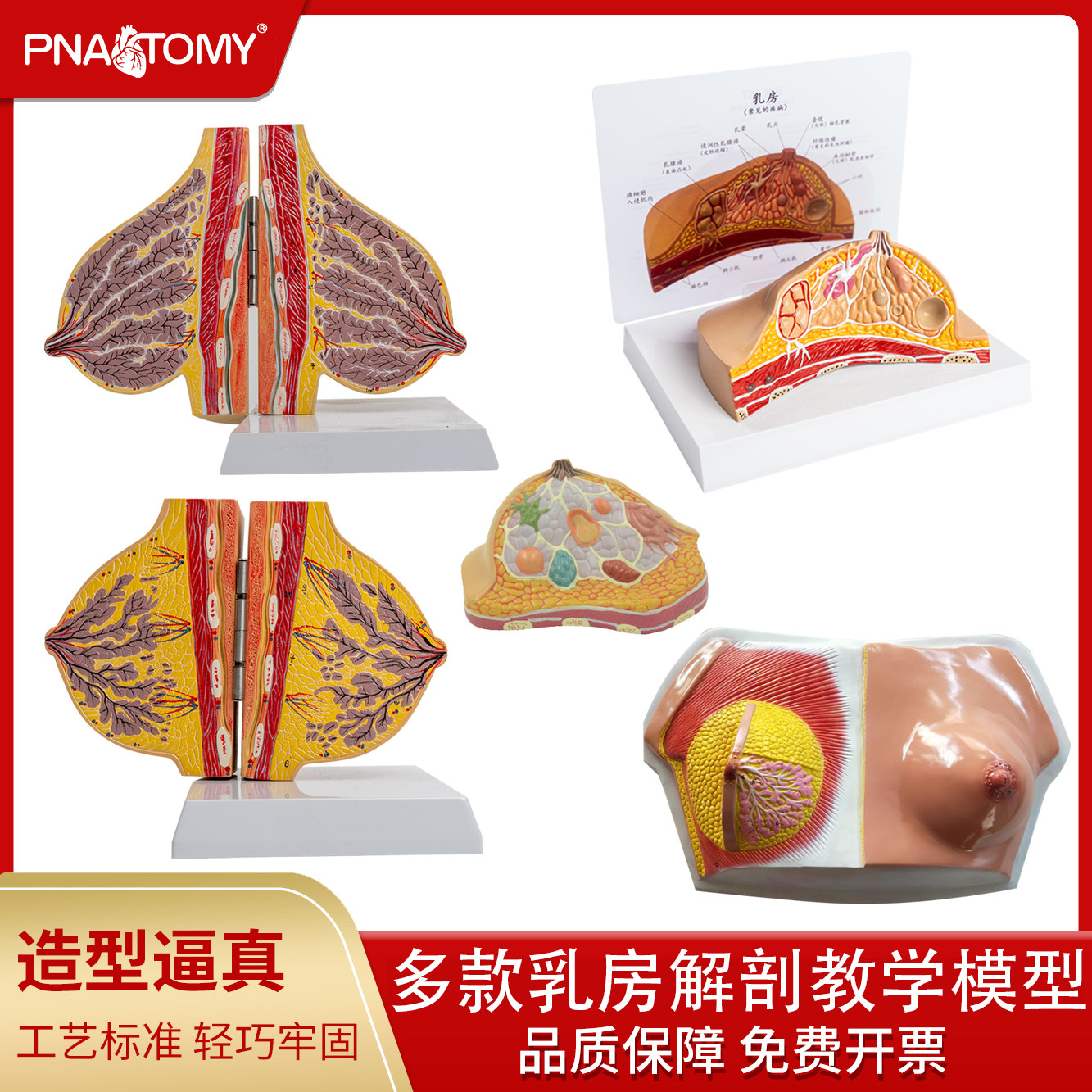 乳房模型胸模胸部解剖静止期哺乳期女性乳房结构造催乳教学医学