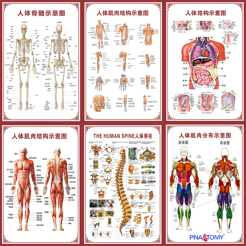 人体肌肉解剖骨骼脊柱关节教学挂图消化循环系统内脏生殖海报康复