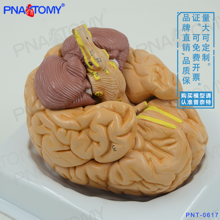 医学人体大脑结构解剖模型脑血管脑动脉神经科心理学教学可拆卸