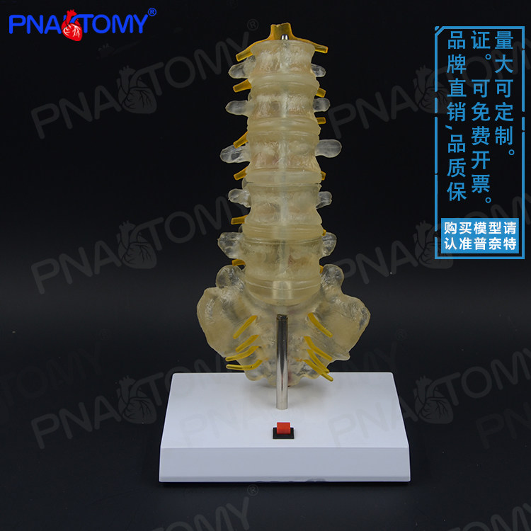 医用人体五节透明发光腰椎尾椎模型附脊神经椎间盘正骨疼痛科骨科