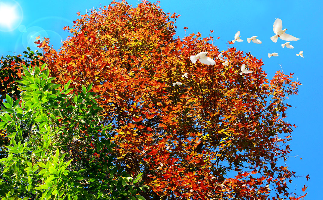 蓝天树叶飞鸟背景