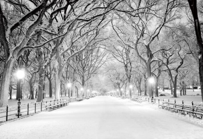 雪树黑白风景背景